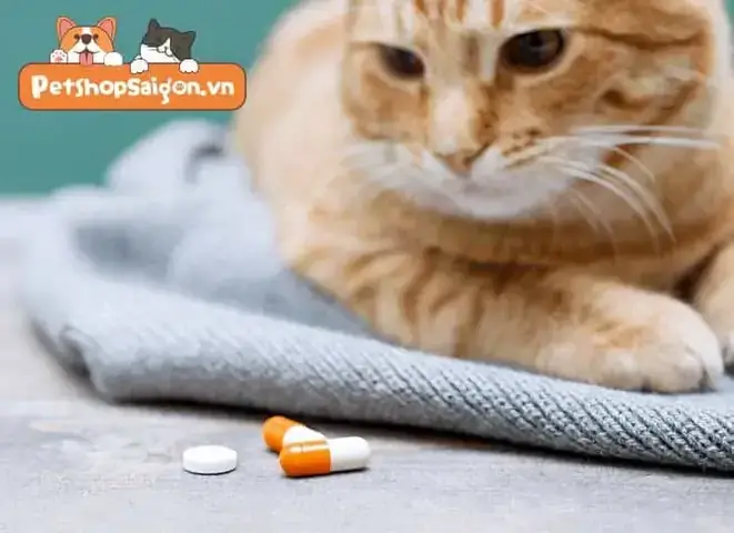 Dấu Hiệu Chó Bị Ngộ Độc Thuốc Kháng Sinh Dấu Hiệu Chó Bị Ngộ Độc Thuốc Kháng Sinh