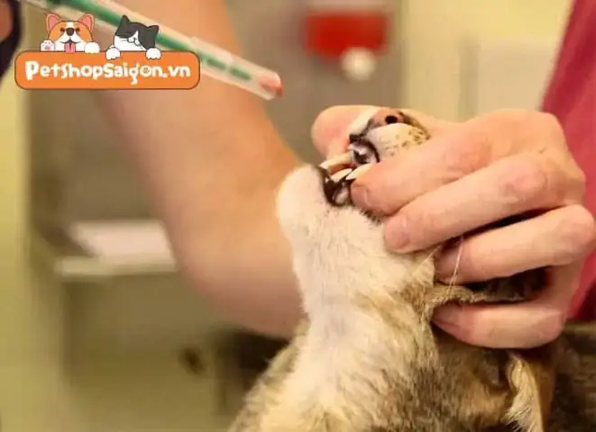 Chó Mèo Uống Kháng Sinh Của Người Có Tác Dụng Phụ Thế Nào? Chó Mèo Uống Kháng Sinh Của Người Có Tác Dụng Phụ Thế Nào?