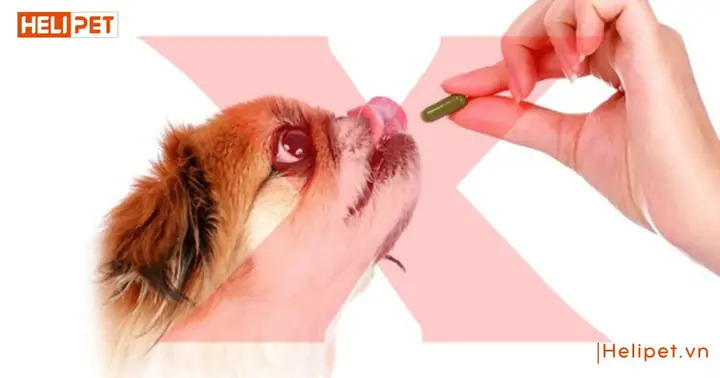 Cho Chó Uống Vitamin B1 Của Người Được Không? Cho Chó Uống Vitamin B1 Của Người Được Không?