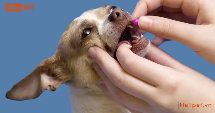 Thực Phẩm Chức Năng Thực Phẩm Chức Năng