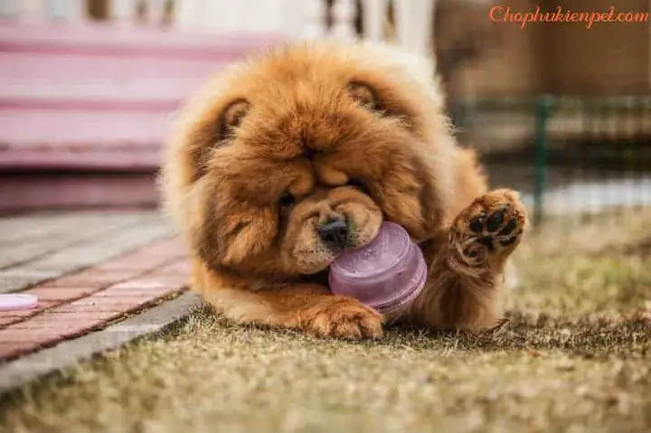 Giá Chó Chow Chow Mini Rẻ