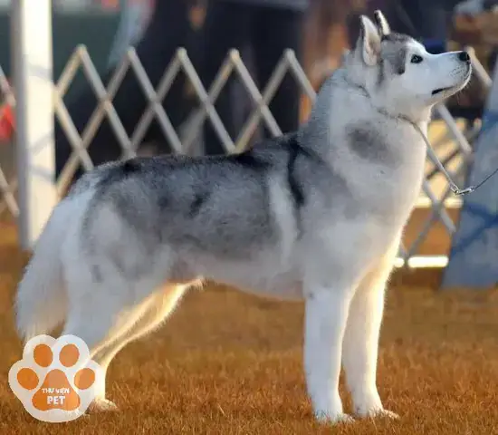 Cấu Trúc Cơ Thể Và Khuôn Mặt