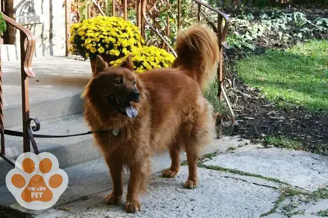 Tính Cách Và Tập Tính Của Chó Chow Chow Lai Alaska