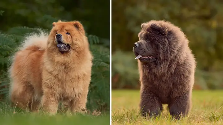 1nguồn Gốc Của Chó Chow Chow