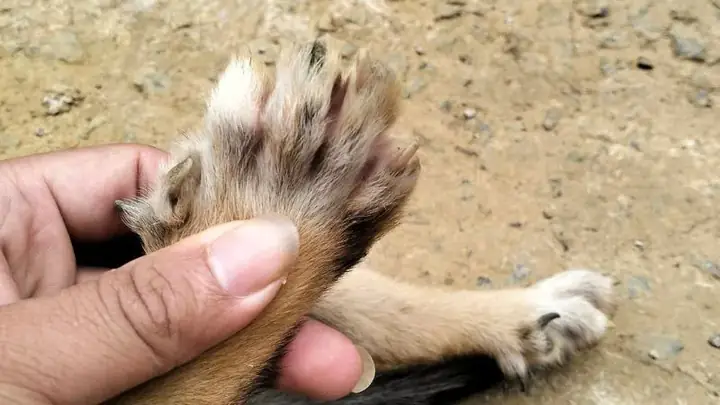 Một Vài Lưu Ý Khi Nhà Có Chó Huyền Đề Một Vài Lưu Ý Khi Nhà Có Chó Huyền Đề