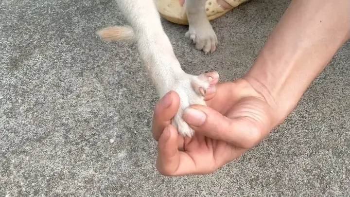 Giải Đáp Chó Có 6 Ngón Chân Sau Tốt Hay Xấu? Giải Đáp Chó Có 6 Ngón Chân Sau Tốt Hay Xấu?