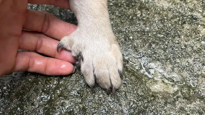 Độc Lạ Và Quý Hiếm Độc Lạ Và Quý Hiếm