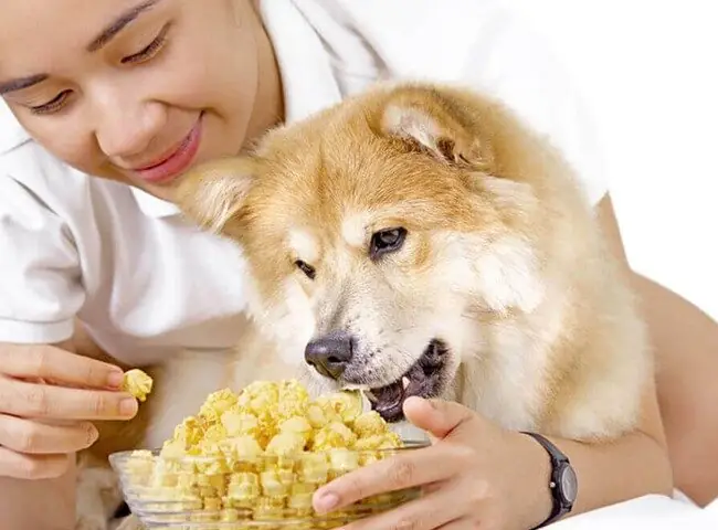 Lợi Ích Của Bắp Đối Với Chó