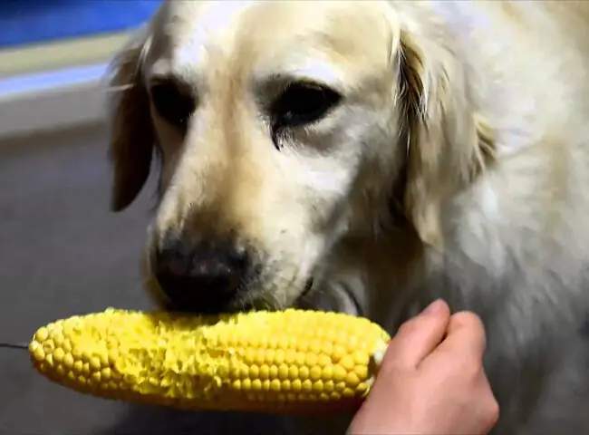 Chó Ăn Bắp Được Không? Những Điều Cần Biết Về Chế Độ Ăn Uống Của Chó