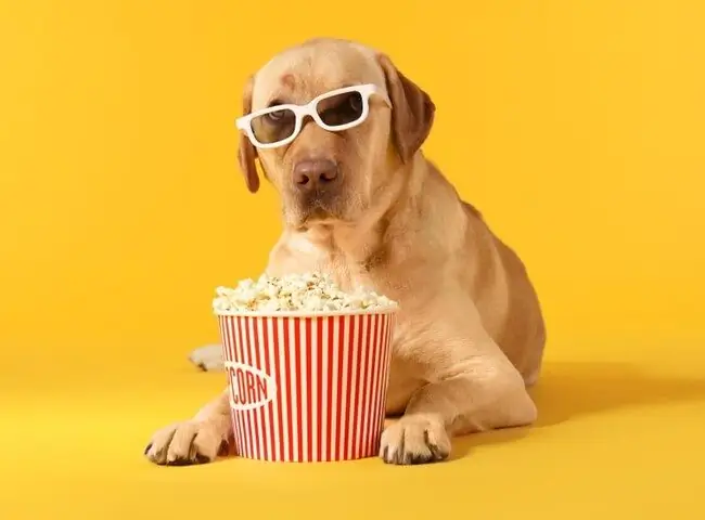 Chó Ăn Bắp Được Không?