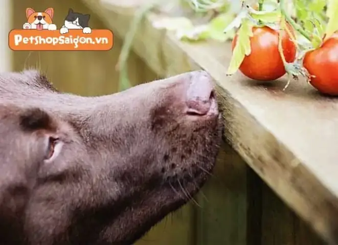 Chó Ăn Cà Chua Được Không?