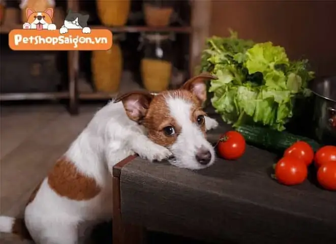 Sự Nguy Hiểm Của Cà Chua Đối Với Chó