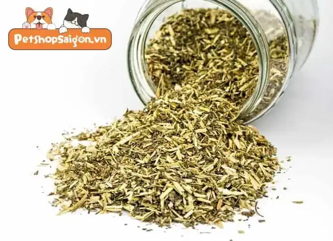 Chó Có Ăn Được Cỏ Mèo Không? Câu Trả Lời Từ Chuyên Gia Động Vật Học