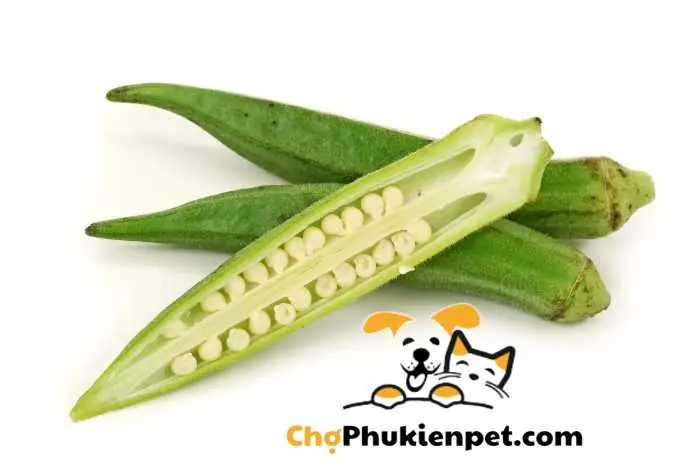 Chó Có Ăn Đậu Bắp Được Không