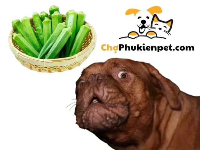 Chó Ăn Được Đậu Bắp Không