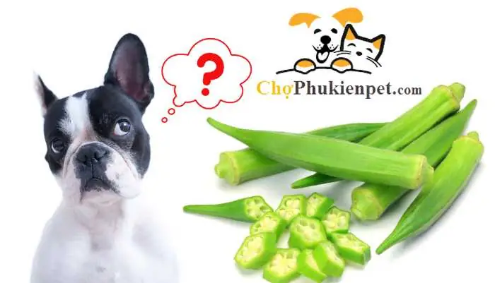 Chó Ăn Đậu Bắp Được Không