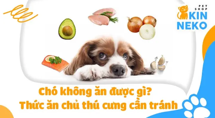 Ngải Cứu Và Chó: Giải Mã Nguy Cơ Từ Góc Nhìn Chuyên Gia Hanoi Zoo