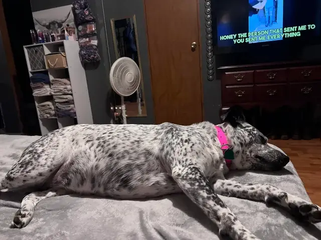 Chó Ăn Nghệ Được Không? Lợi Ích, Rủi Ro Và Cách Dùng An Toàn