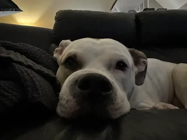 Chó Ăn Nghệ Được Không? Lợi Ích, Rủi Ro Và Cách Dùng An Toàn