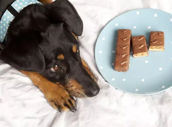 Dấu Hiệu Nhận Biết Chó Bị Ngộ Độc