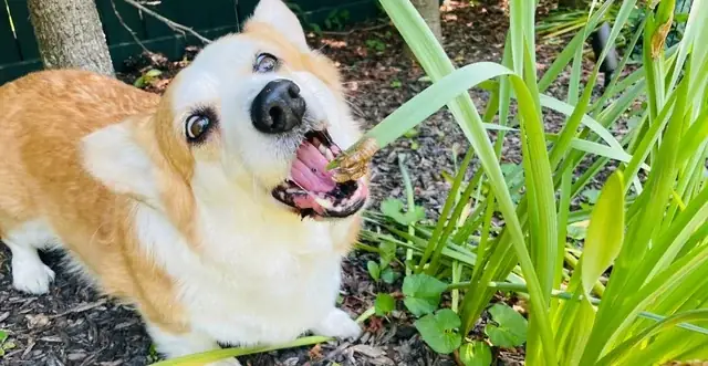 Chó Có Ăn Được Táo Không? Hướng Dẫn Chi Tiết Và An Toàn