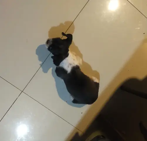 Chó Có Ăn Được Táo Không? Hướng Dẫn Chi Tiết Và An Toàn