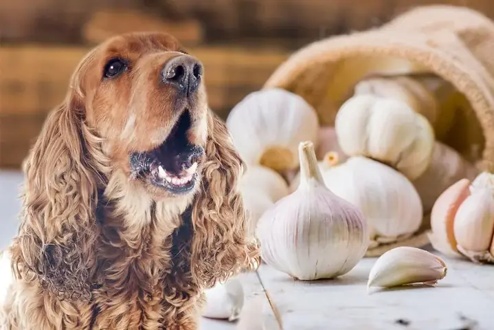 Có Thể Cho Chó Ăn Thực Phẩm Bổ Sung Từ Tỏi Không?