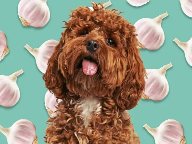 Chó Có Ăn Được Tỏi Không?