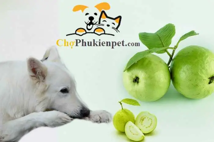 Chó Có Ăn Ổi Được Không Chó Có Ăn Ổi Được Không