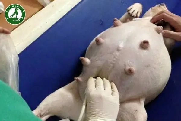 Chó Có Biểu Hiện Mệt Mỏi, Ngủ Nhiều