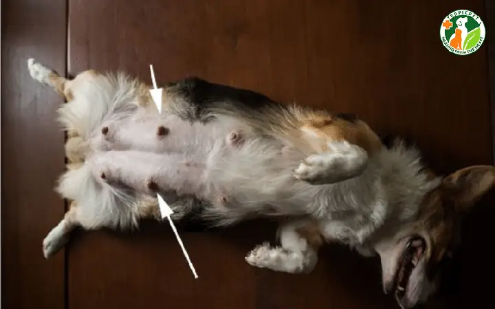 Chó Có Bao Nhiêu Núm Vú? Câu Trả Lời Từ Chuyên Gia Động Vật Học