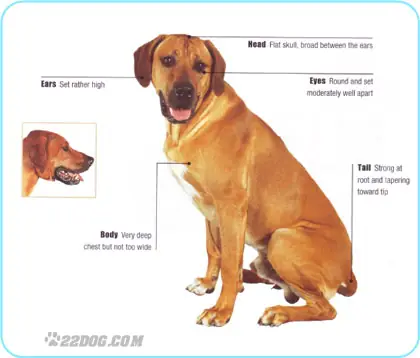 Chó Có Bờm Trên Lưng Là Giống Gì? Top 3 Giống Chó Độc Đáo