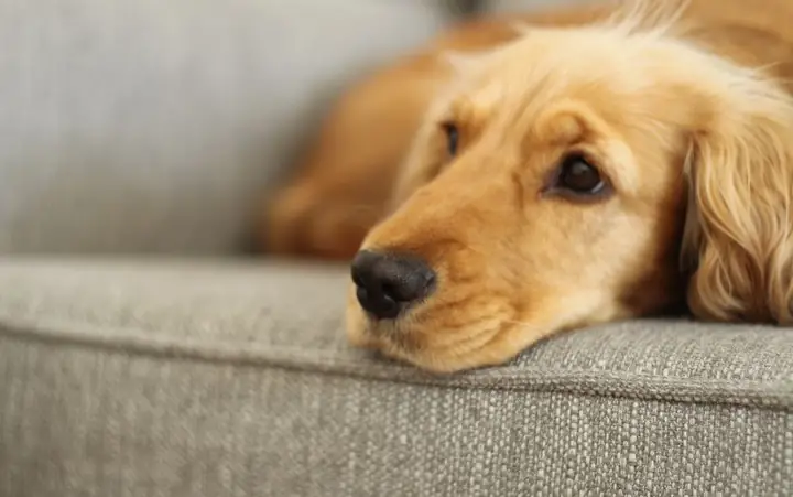 Rối Loạn Đường Tiêu Hoá Rối Loạn Đường Tiêu Hoá