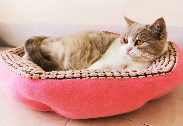 Thêm Quần Áo Và Đệm Nằm Cho Thú Cưng