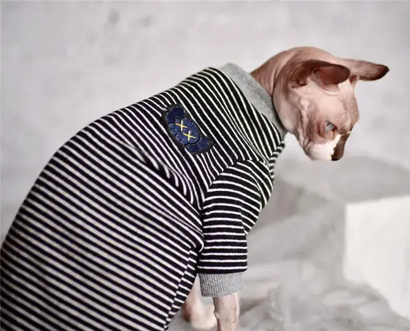 Thú Cưng Có Khả Năng Chịu Lạnh Khác Nhau