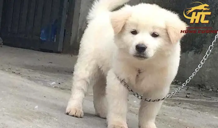 Chó Cỏ Con Giá Bao Nhiêu: Bảng Giá, Kinh Nghiệm Chọn Mua Và Chăm Sóc