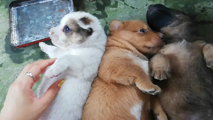 Chó Cỏ Con Giá Bao Nhiêu: Bảng Giá, Kinh Nghiệm Chọn Mua Và Chăm Sóc