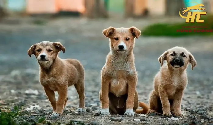 Giá Chó Ta Con Bao Nhiêu?
