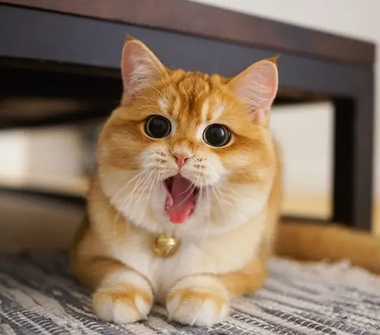 Mèo Có Đánh Rắm Không?