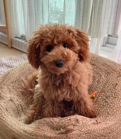 Chó Có Đánh Rắm Không? Sự Thật Về Xì Hơi Ở Loài Chó