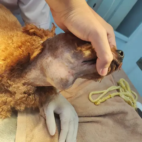 Chó Bị Nổi Cục U Ở Cổ Và Cách Chữa Trị