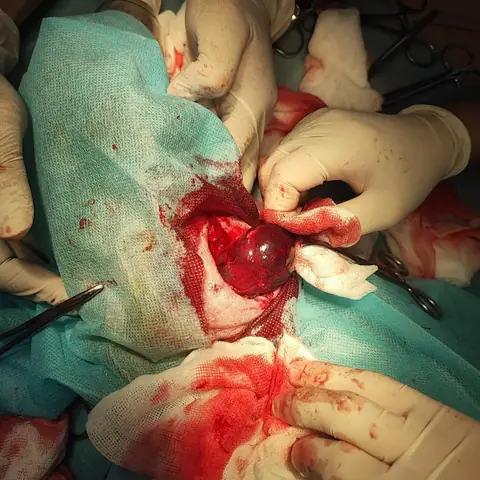 Chó Bị Nổi Cục U Ở Cổ Và Cách Chữa Trị