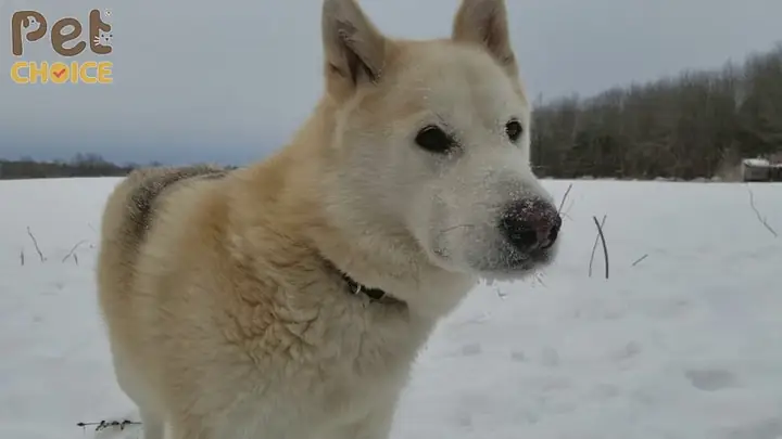 Chó Alaska Lai Akita Inu (akitamute)