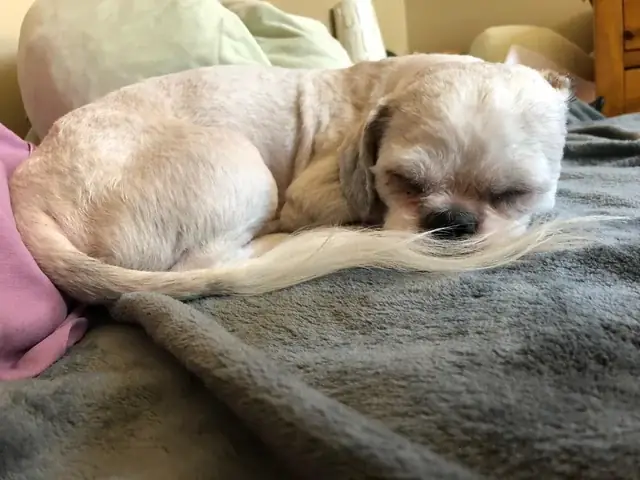 Chó Có Phải Súc Vật Không? Giải Đáp Khoa Học Chi Tiết Chó Có Phải Súc Vật Không? Giải Đáp Khoa Học Chi Tiết