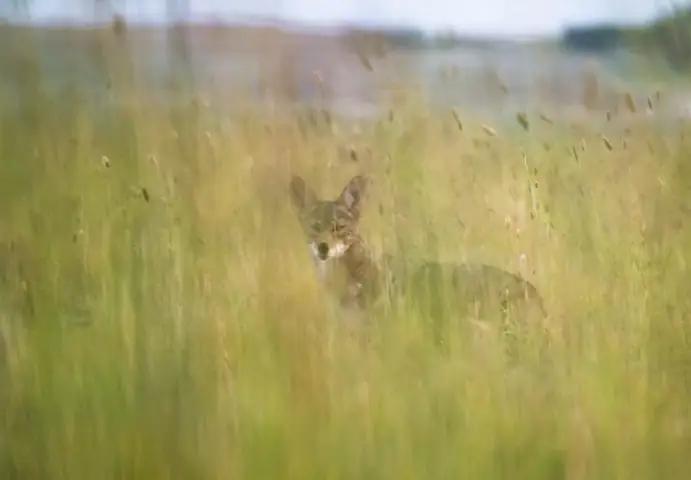 Chó Có Phải Súc Vật Không? Giải Đáp Khoa Học Chi Tiết Chó Có Phải Súc Vật Không? Giải Đáp Khoa Học Chi Tiết