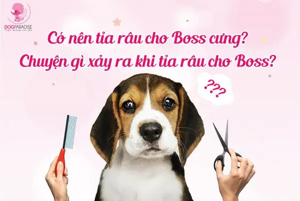 Chúng Ta Có Nên Tỉa Râu Cho Cún? Chúng Ta Có Nên Tỉa Râu Cho Cún?