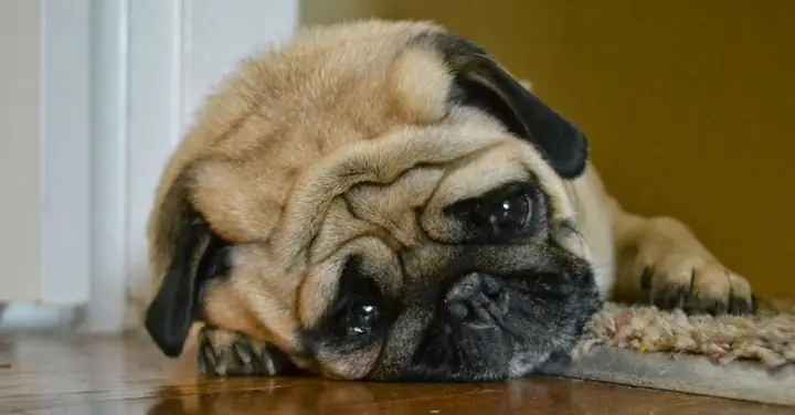 Chó Mang Thai Bao Lâu Thì Đẻ? Chó Mang Thai Bao Lâu Thì Đẻ?