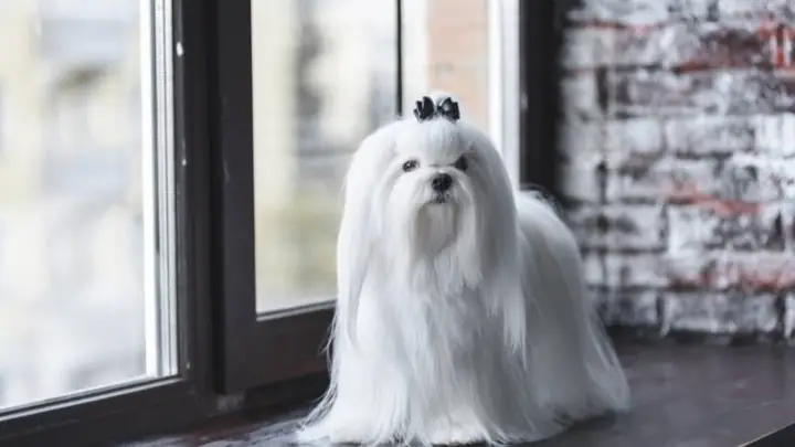 Đặt Tên Chó Cưng Theo Đặc Điểm Ngoại Hình Bằng Tiếng Anh