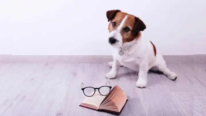 Đặt Tên Chó Cưng Bằng Tiếng Anh Dựa Vào Đặc Điểm Tính Cách