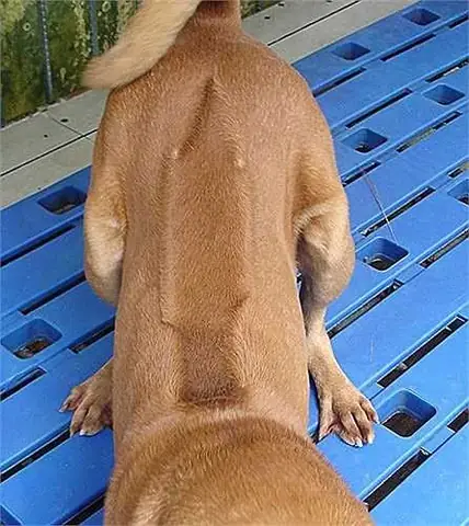 Chó Có Xoáy Ở Mông: Dấu Hiệu Đặc Trưng Và Ý Nghĩa Của Nó